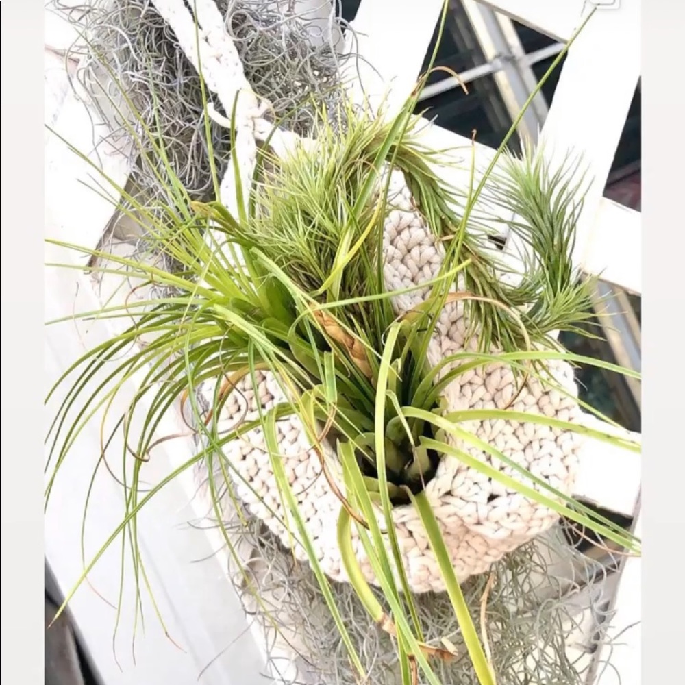 Hanging plant basket